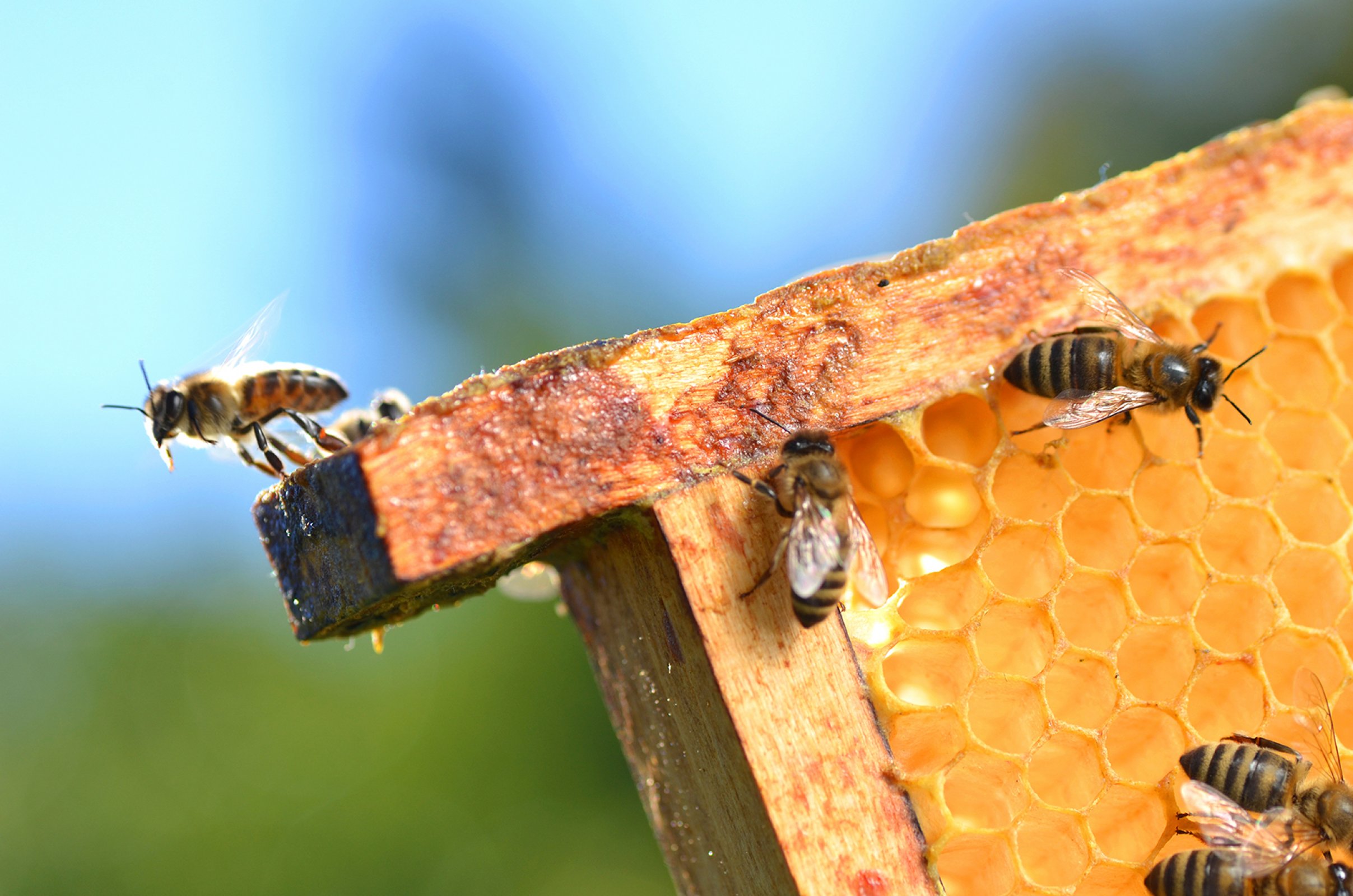 PROPOLIS Lijek koji ubija sve što smeta zdravom organizmu